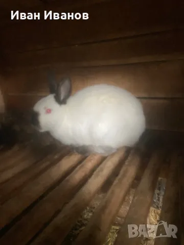 Зайци , снимка 2 - За селскостопански - 49756517