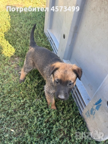 Белгийска овчарка - мъжко, снимка 1