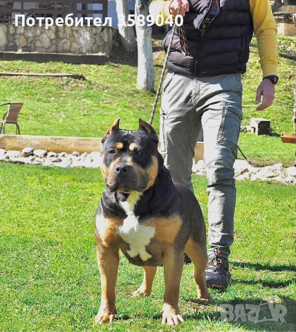 American Bully XL, снимка 9 - Други - 52942066