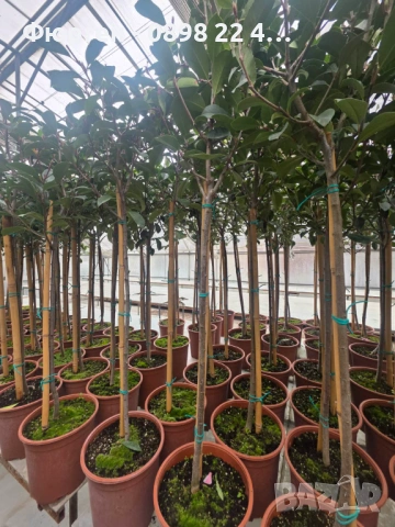 🌿 Фотиния (Photinia) – декоративна вечнозелена щамба, снимка 3 - Разсади - 53286869