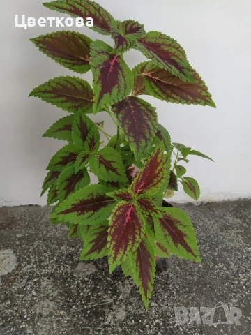 голяма копривка, снимка 1