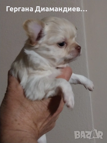 продавам мини чихуахуа , снимка 5 - Чихуахуа - 53429122