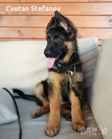 Немска овчарка, снимка 13 - Немска овчарка - 35397071