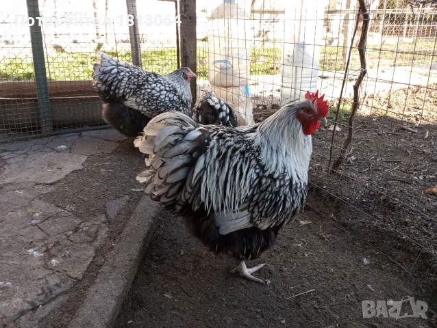 Яйца от орпингтон , снимка 1