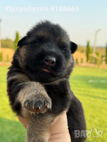 Чистокръвна немска овчарка