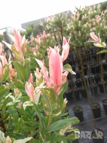 Японска пъстролистна върба в саксия , снимка 2 - Градински цветя и растения - 37993121