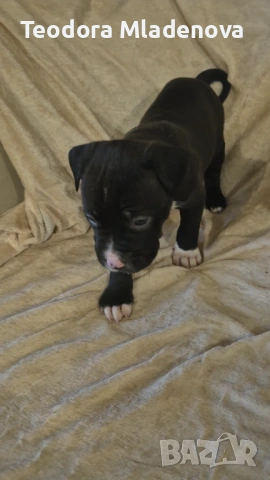 Продавам питбулчета, снимка 4 - Питбул - 53260879