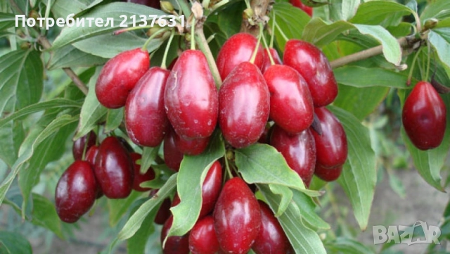 ДРЪВЧЕТАТА за засаждане : орех Пекан , боровинка ,КАЙСИЯ , ПРАСКОВА, КИВИ , МУШМУЛА и др, снимка 5 - Разсади - 40146781