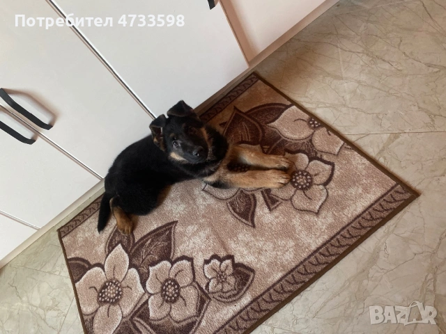 немска овчарка от родословни родители, снимка 2 - Немска овчарка - 53421603
