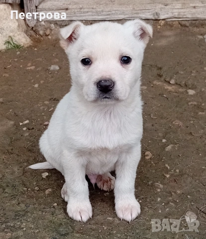 Кученца за подаряване., снимка 2 - Други - 53301045