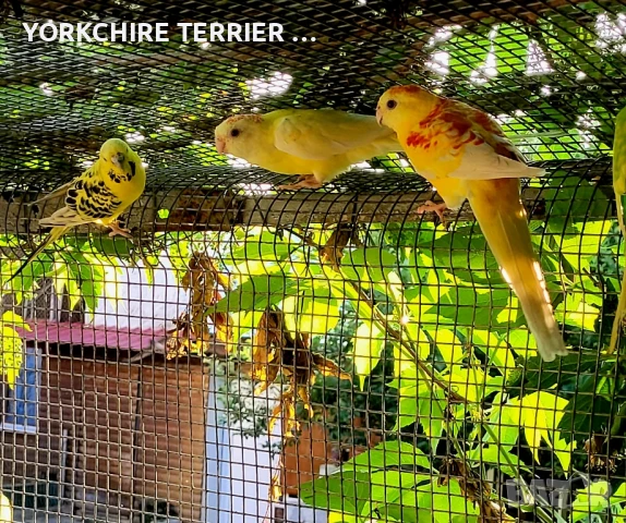 Пойни Рубино-чифт, снимка 4 - Папагали - 50803042