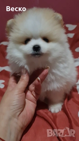 Померан-мъжко , снимка 5 - Померан - 53262629