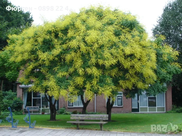 Китайски Мехурник -Koelreuteria “Paniculata”, снимка 3 - Разсади - 49936513