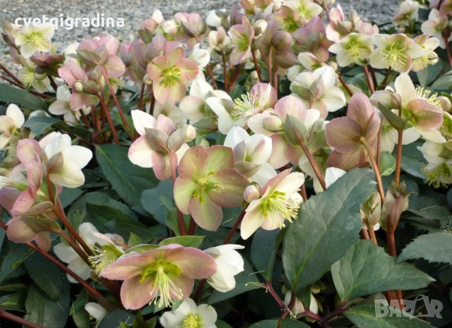 Helleborus Cesar(Кукуряк Цезар), снимка 3 - Градински цветя и растения - 43848374
