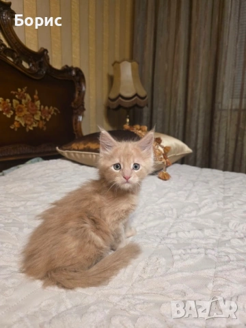 Мейн куун котета