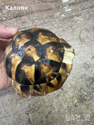 Костенурка черупка , снимка 7 - Други ценни предмети - 50871785