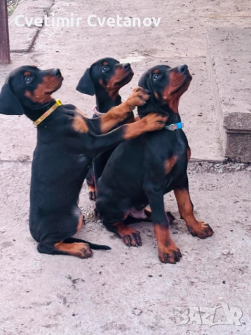 Доберманчета с родословни родители, снимка 8 - Доберман - 52974860