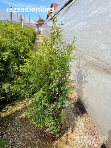 Туя Брабант