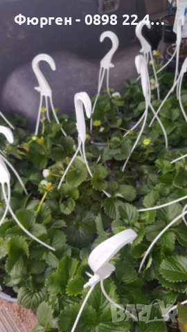 Ягода каскадна и целогодишна Растения засадени във висящи саксийки, снимка 3 - Градински цветя и растения - 44033283