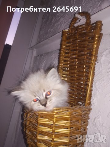 екзоти4ни сибирки принцеси котета, снимка 2 - Сибирски - 28548836