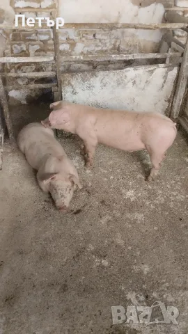 Продавам 10 бр.прасета Бълг.бяла по 30 -35кг. На 164 евр. Мъжки скопени ., снимка 6 - Прасета - 47113609