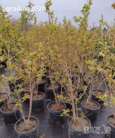 Лагерстремия -индийски люляк , снимка 2 - Градински цветя и растения - 45845737