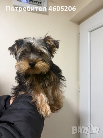 Йоркширски териер (йорки), снимка 3 - Йоркширски териер - 53580004