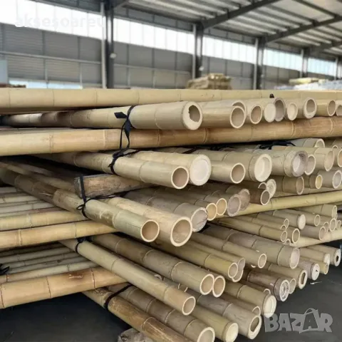 Качествени семена от бамбук Moso Bambo декоративни растения за дома бамбуков разсад за украса декор, снимка 5 - Сортови семена и луковици - 48995203