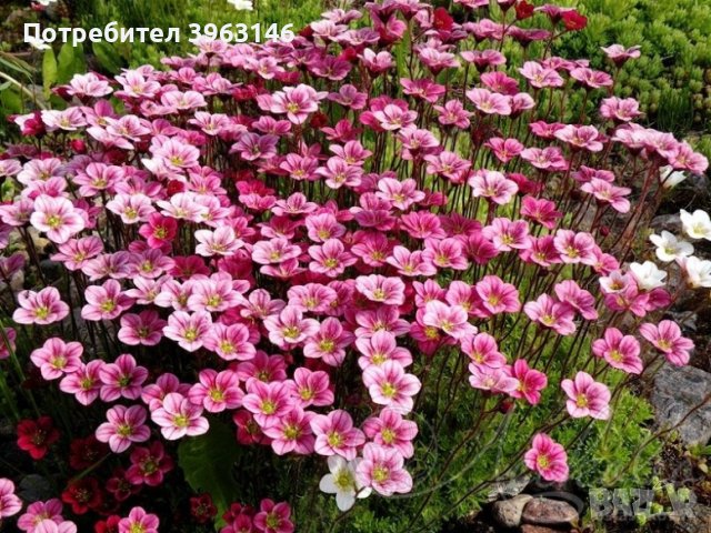 Многогодишни Градински Цветя, снимка 10 - Градински цветя и растения - 43971471