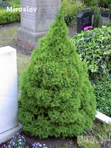 Мини Смърч Коника (Picea glauca Conica), снимка 3 - Градински цветя и растения - 28015255