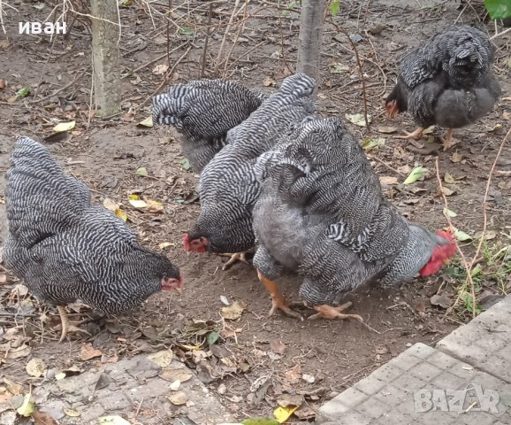 Свободни яйца от Ивичест Плимутрок -страхотни птици  с носливост около 200 бр.и вкусно месо , снимка 3 - Кокошки и пуйки - 43279094
