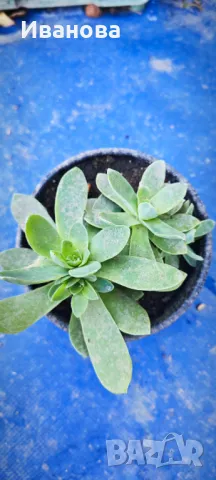 Седум Палмери, снимка 5 - Градински цветя и растения - 47681521