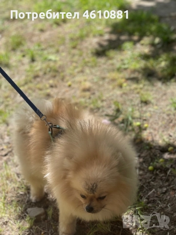 Мъжки Померан - Разплод , снимка 6 - Померан - 51921531