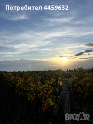 Иконом/градинар, снимка 4 - Други оферти за работа - 52637955