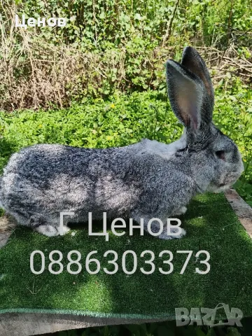 Чинчилови великани 