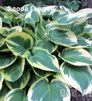 ХОСТА, АСТИЛБЕ - Коренища/ ПРЕДВАРИТЕЛНИ ПОРЪЧКИ, снимка 3 - Градински цветя и растения - 49488937