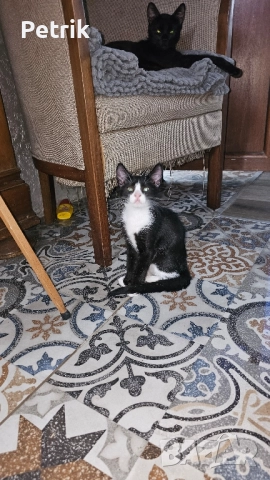 ще го дадем в добри ръце, снимка 10 - Други - 51323889