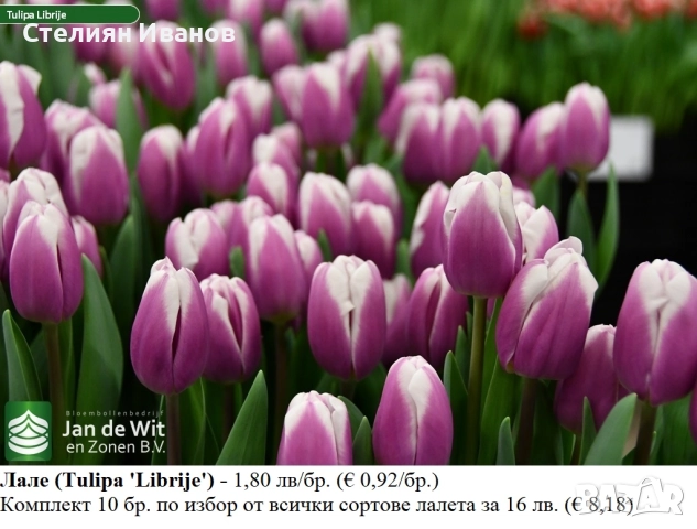 СОРТОВИ ЛАЛЕТА – ЛУКОВИЦИ - част 2, снимка 6 - Сортови семена и луковици - 52372863