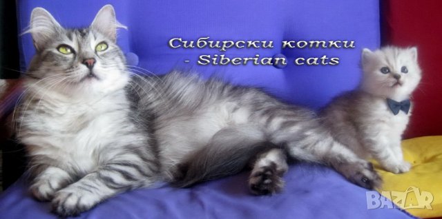 Сибирски котки - Siberian cats, безплатно посещение!, снимка 1 - Сибирски - 35304259
