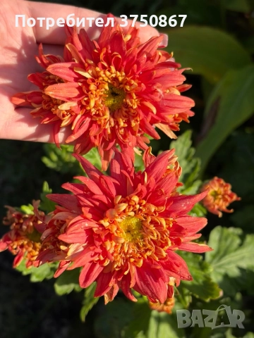 💜🌿🩷 Високостеблени хризантеми , снимка 4 - Градински цветя и растения - 52420302