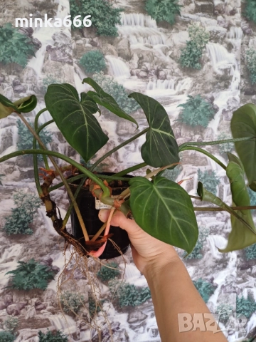 Филодендрон зебра , снимка 2 - Стайни растения - 52182484