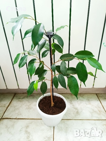 Аглаонема, Бенджамин и други стайни растения , снимка 14 - Стайни растения - 46295372