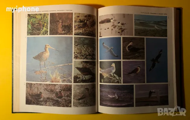 Стара Книга от Поредицата Живота на Животните/ Птиците том 6, снимка 13 - Енциклопедии, справочници - 49252831