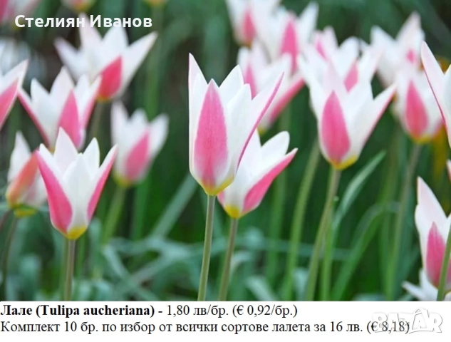 БОТАНИЧЕСКИ ЛАЛЕТА – ЛУКОВИЦИ, снимка 6 - Сортови семена и луковици - 52372825