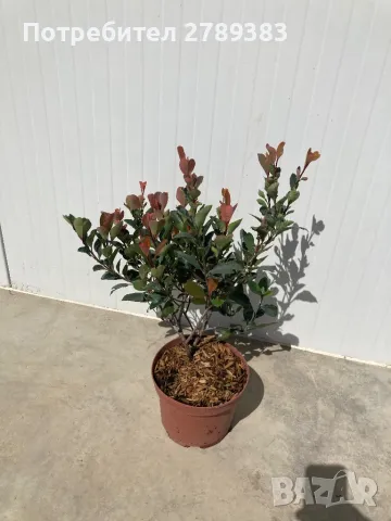 Фотиния 3 вида, снимка 4 - Градински цветя и растения - 40766433