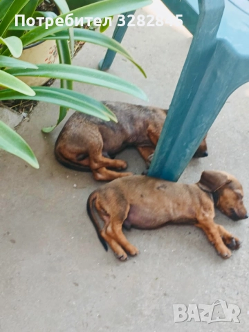 Мини дакели , снимка 2 - Дакели - 51707477