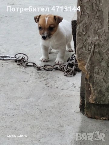 малки кученца Джак Ръсел , снимка 2 - Джак ръсел териер - 53427487