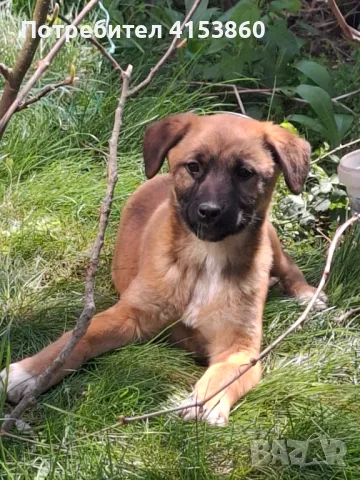 Подарявам кученца, снимка 1