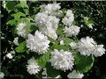 Филаделфус или още Булченски венец, Philadelphus Minnesota Snowflake, снимка 1 - Градински цветя и растения - 40394475