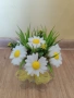 Маргаритки , снимка 1